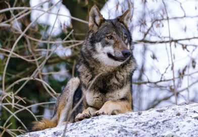 Le réseau loup détecte la présence d’un loup de lignée Lettone sur le Razès