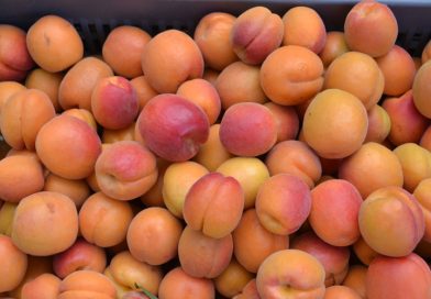 Abricots : quelles variétés ont “fait le job” cette année ? [par Yann Kerveno]
