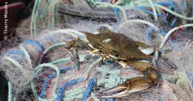 Crabe bleu : les pêcheurs de l’étang  de Canet-Saint-Nazaire perdent patience ! [par Thierry Masdéu]