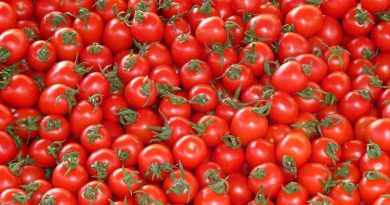 Tomates marocaines importées par bateau : et maintenant l’alibi écologique ! (Par Jean-Paul Pelras)