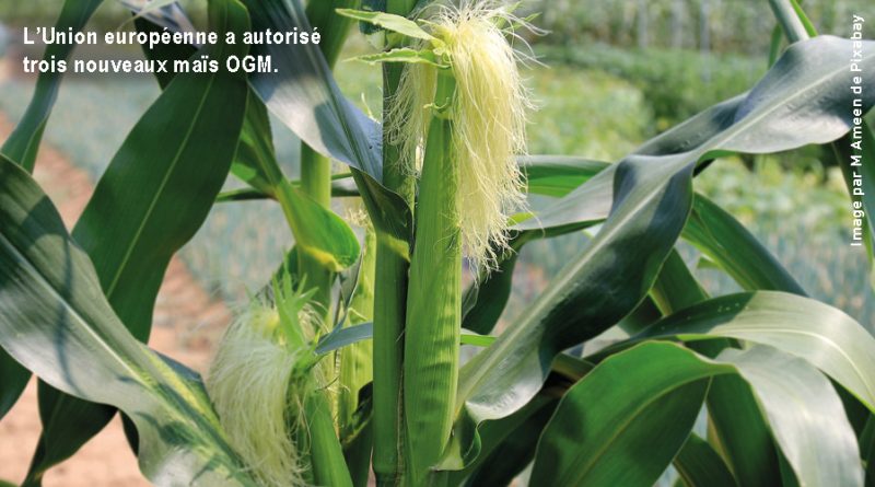L’Union européenne a autorisé trois nouveaux maïs OGM.