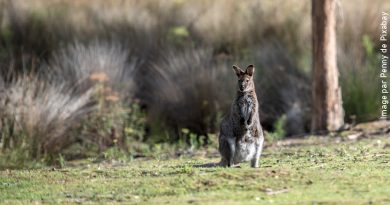 Wallaby - Australie