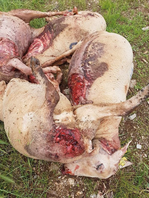Moutons victimes d'attaque de loup