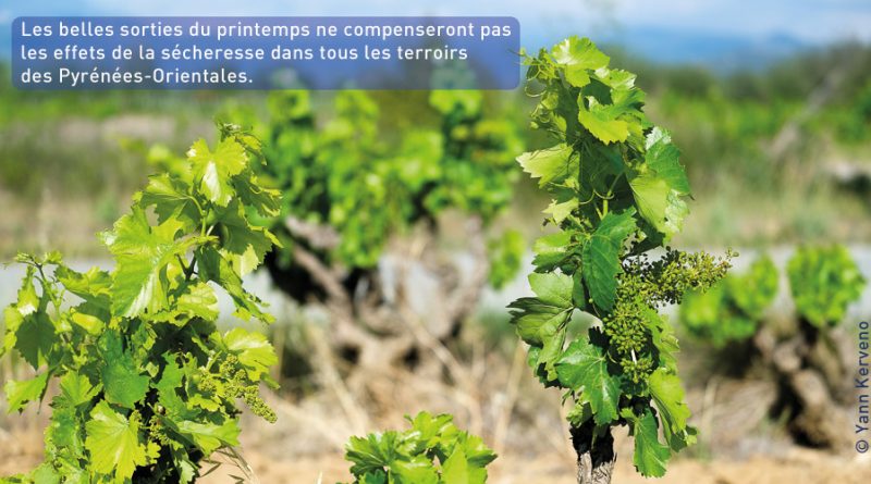Les belles sorties du printemps ne compenseront pas les effets de la sécheresse dans tous les terroirs des Pyrénées-Orientales.
