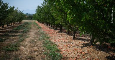 Pertes en abricots sécheresse 2023