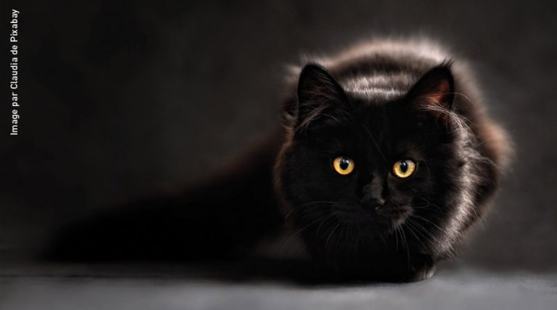 Chat noir tapi dans l'obscurité