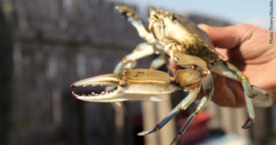 Crabe bleu : une nouvelle offensive n’est pas exclue